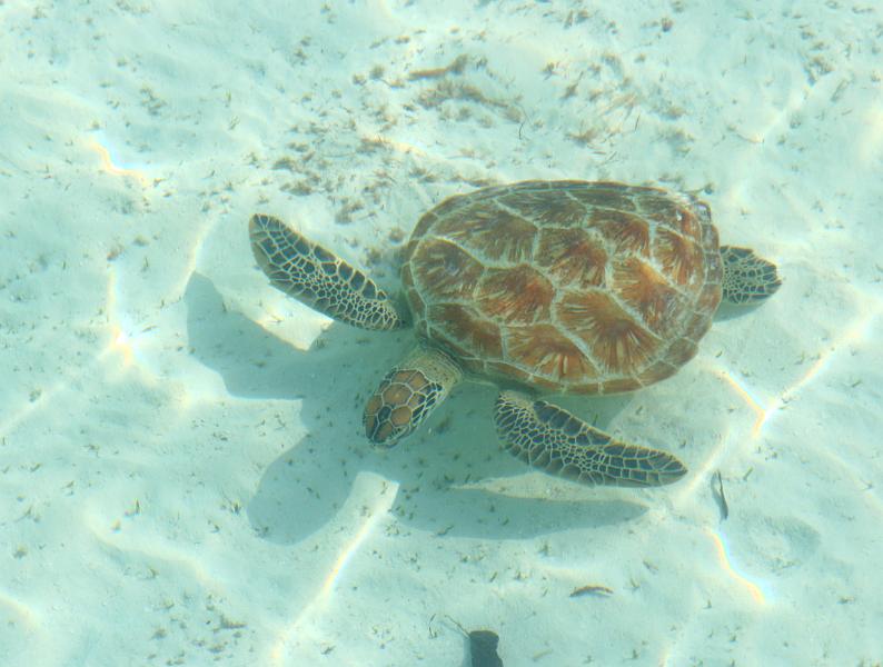 Kuramathi (253).jpg
